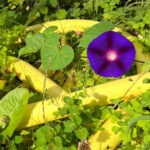 Ipomoea
