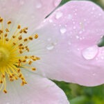 Rosenbluete