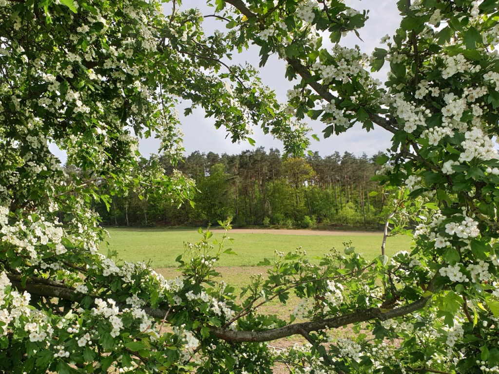 Weissdorn Landschaft