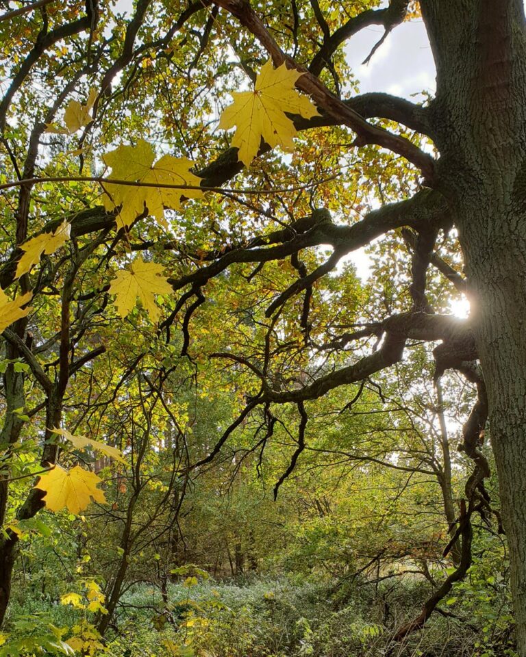 Im Kreis der Pflanzen – zu Samhain / Hexenneujahr