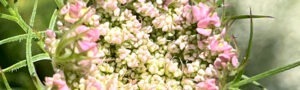 Im Kreis der Pflanzen – zur Walpurgisnacht 2027