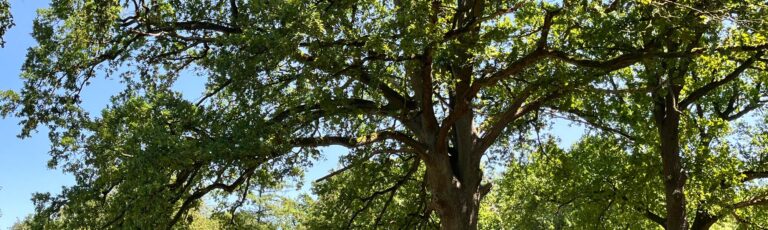 Die Transformations-Kraft der Pflanzen – WeltenOrdnung – Halt & Orientierung